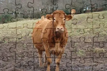 פאזל של vache