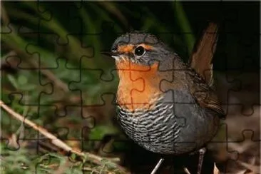 Tapaculo