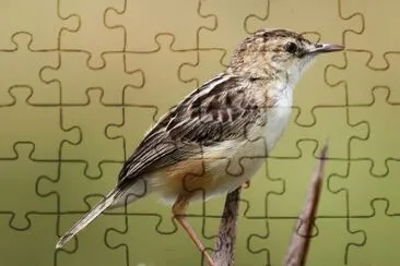 Cisticola jigsaw puzzle