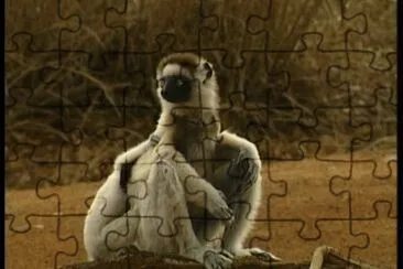 Sifaka di verreaux jigsaw puzzle