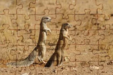 Xerus inauris jigsaw puzzle