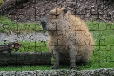 Capibara jigsaw puzzle