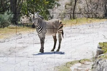 פאזל של Zebra di montagna