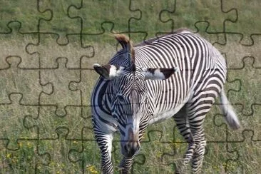 Zebra di grevy jigsaw puzzle