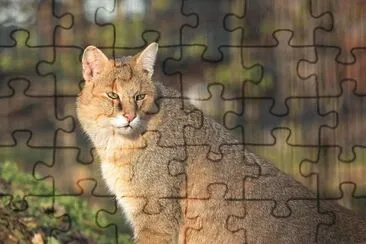 Gatto della giungla jigsaw puzzle