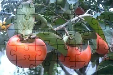 natureza jigsaw puzzle