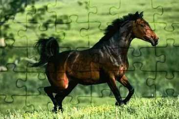 caballo10 jigsaw puzzle