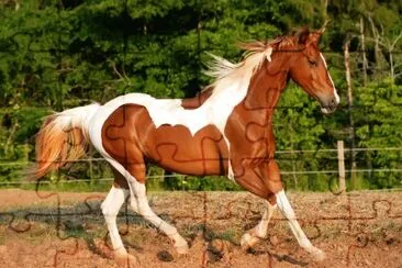 caballo11 jigsaw puzzle