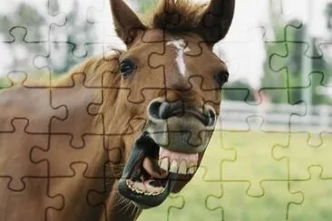 caballo12 jigsaw puzzle