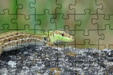 פאזל של LÃ©zard vert