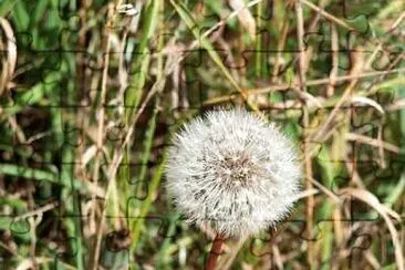 Dandelion