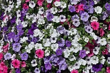 Petunias