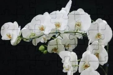 Orquidea jigsaw puzzle