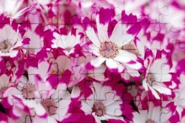 Magenta Cineraria jigsaw puzzle