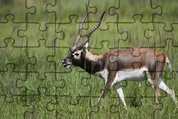 Antilope cervicapra jigsaw puzzle