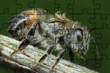 natural jigsaw puzzle