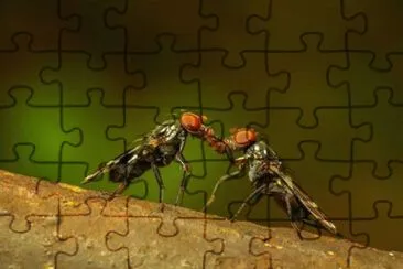 natureza jigsaw puzzle