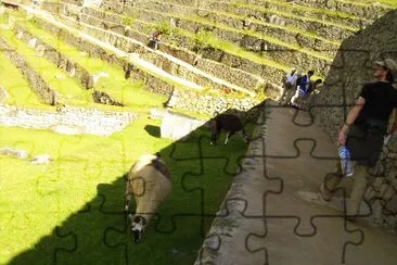 Llamas en Machu Picchu. jigsaw puzzle