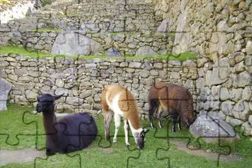 Habitantes de Machu Picchu.