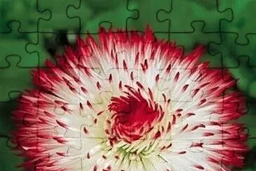 flores jigsaw puzzle