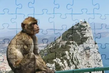 Bertuccia di gibilterra jigsaw puzzle