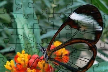 natural jigsaw puzzle