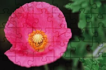 flores jigsaw puzzle