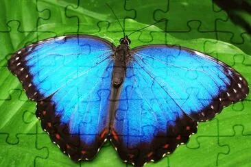 Fly jigsaw puzzle