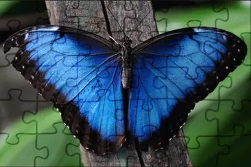 פאזל של Butterfly