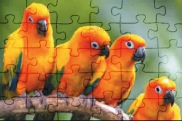 Gaio jigsaw puzzle