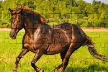 cavalo jigsaw puzzle