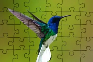 colibri jigsaw puzzle