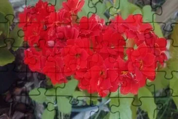 flores jigsaw puzzle