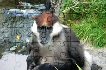 Cercocebo jigsaw puzzle