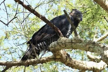 Aquila coronata