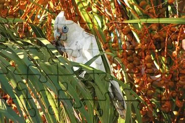 Corella occidentale