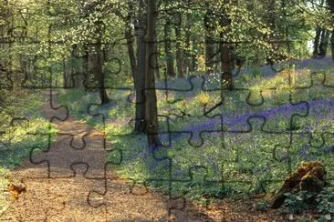 פאזל של Bluebell woods