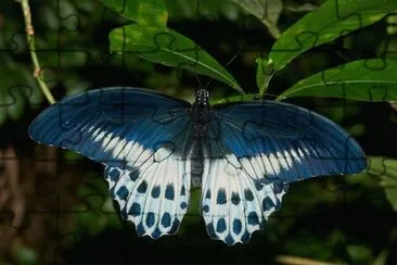 פאזל של Papilionidae