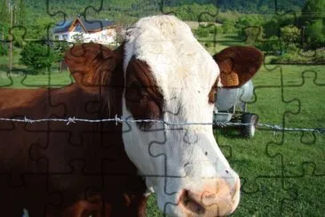 Vache jigsaw puzzle