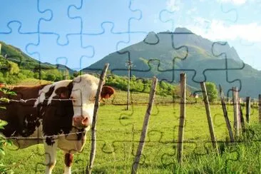 Vache jigsaw puzzle