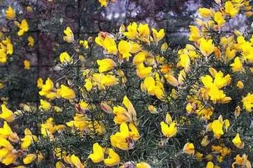 Gorse