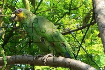 Amazona amazonica