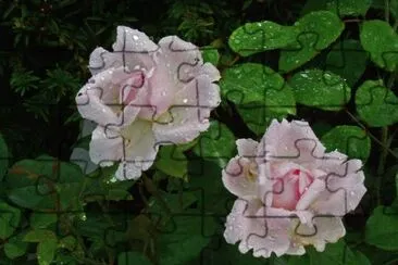 Rosen jigsaw puzzle