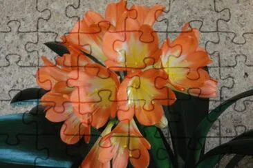 clivia