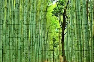 Bamboo Forest