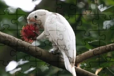 Cacatua goffiniana