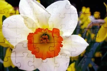 flores jigsaw puzzle