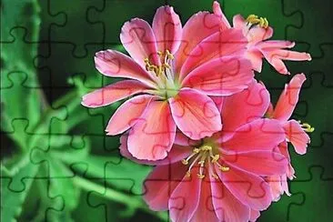 flores jigsaw puzzle