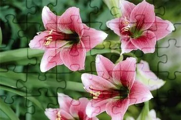 flores jigsaw puzzle