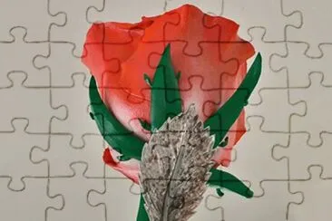 Rose jigsaw puzzle